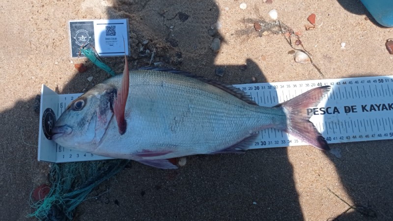 Fish Measure Picture